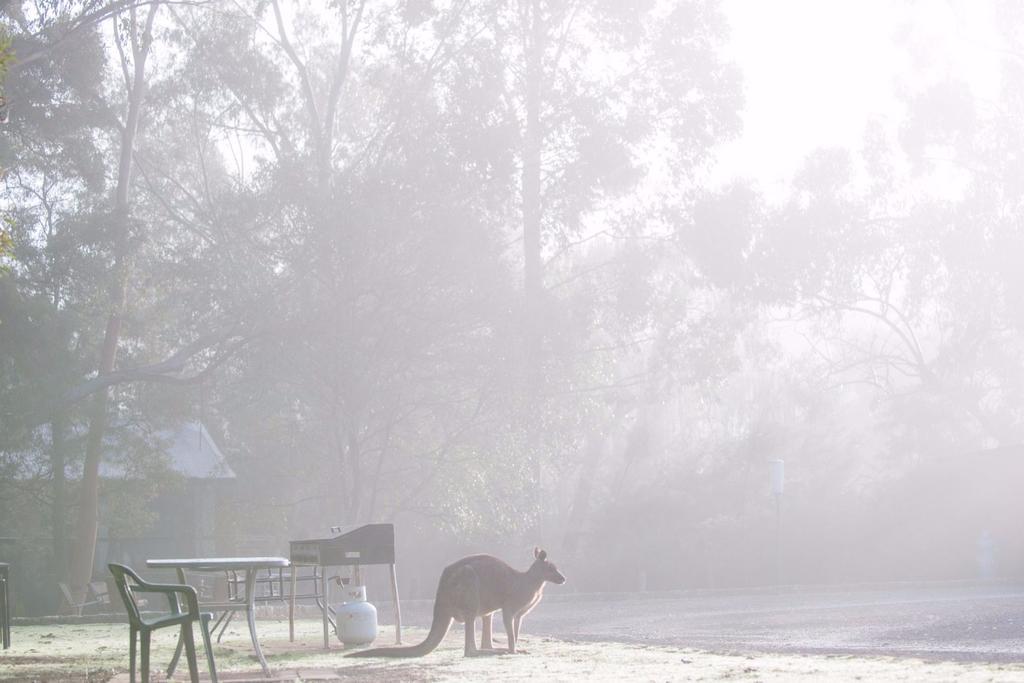 Gariwerd Motel Halls Gap Exterior photo